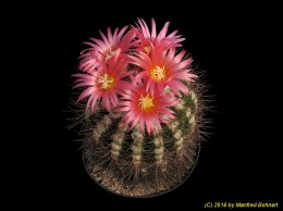 Notocactus horstii f. 921